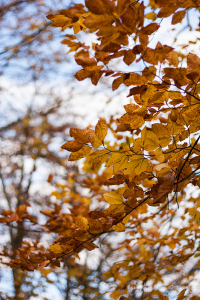 Dis-moi Lina - Automne - feuilles