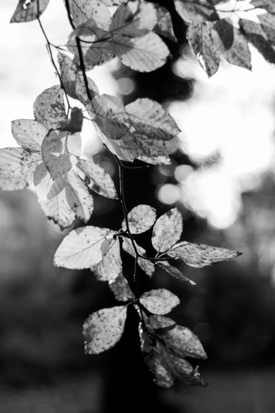 Dis-moi Lina - Automne - feuilles