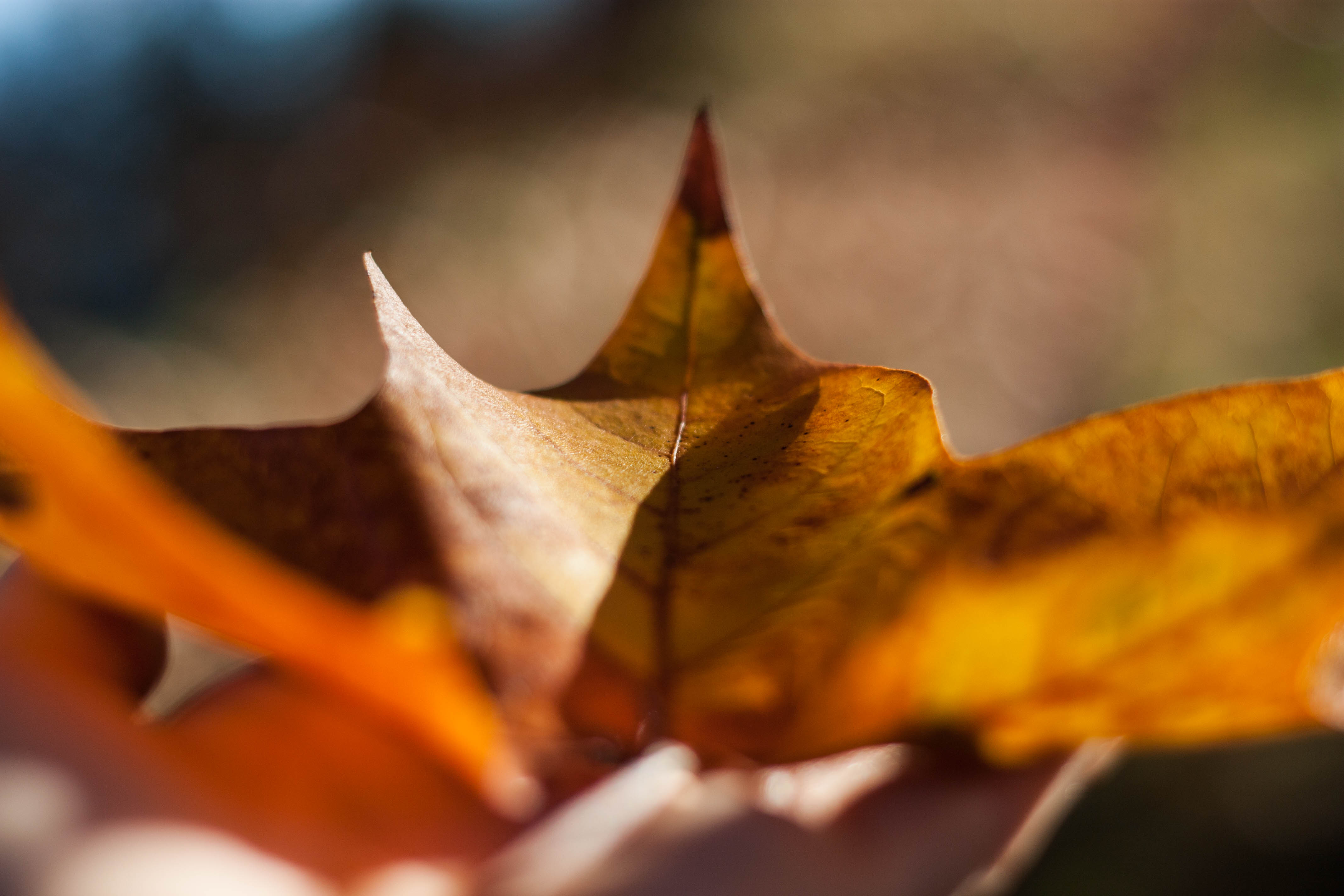 Dis-moi Lina - Automne - feuilles