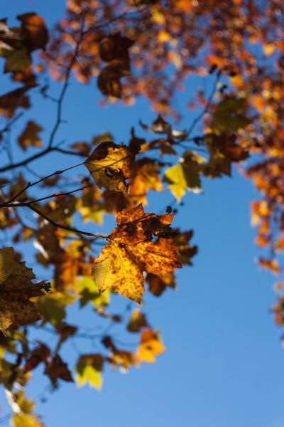 Dis-moi Lina - Automne - feuilles